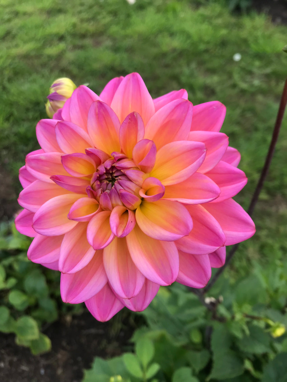 To lift or not to lift...that is the Dahlia question!