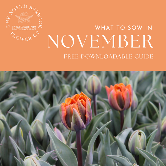 What To Plant in November