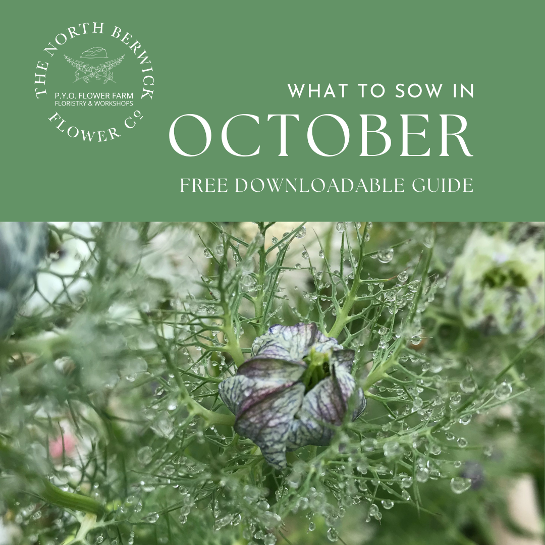 What to Sow in October